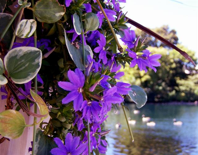 Purple by Centennial Pond