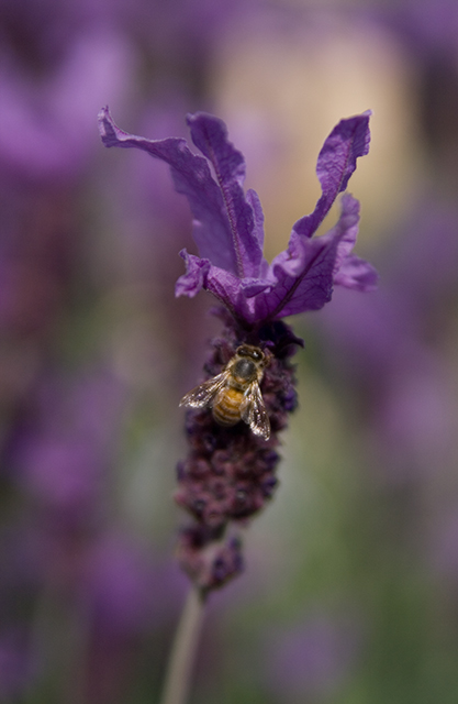 Spring Lavender