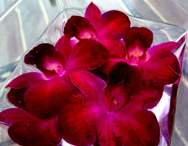 Purple Orchids