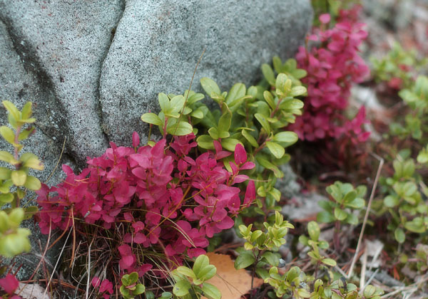 Autumn Colours