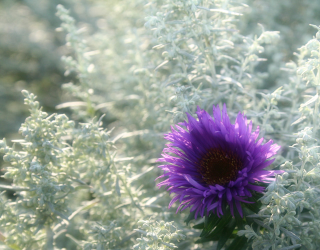 Frost, Sun and Purple