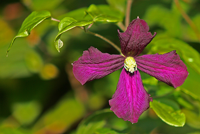 Purple Cross