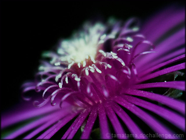 Purple with Powder Sugar