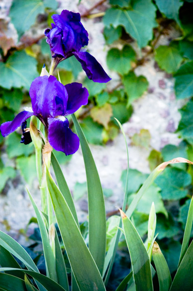 Iris