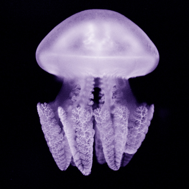 Jellyfish