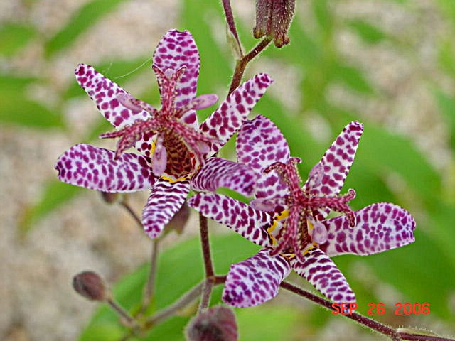 minature purple lilies