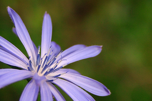 Purple Flower