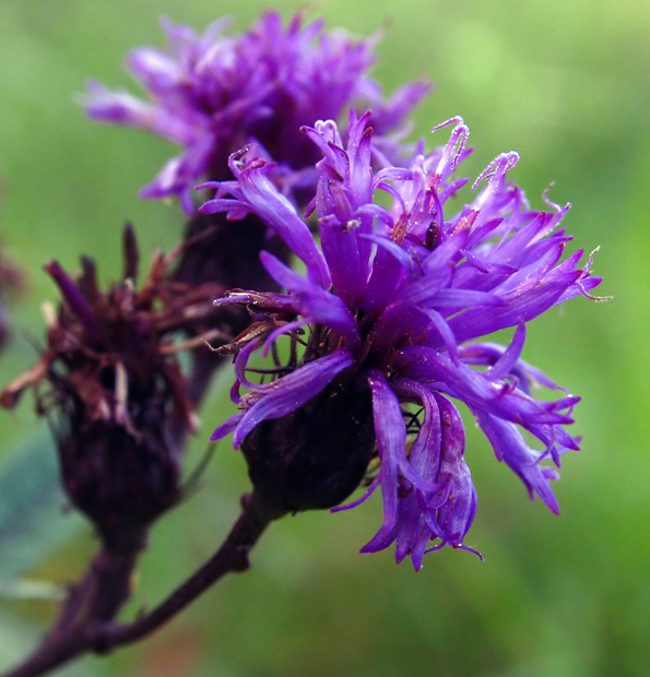 Meadow Flowers