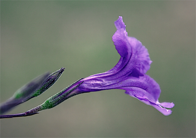 Purple Breeze