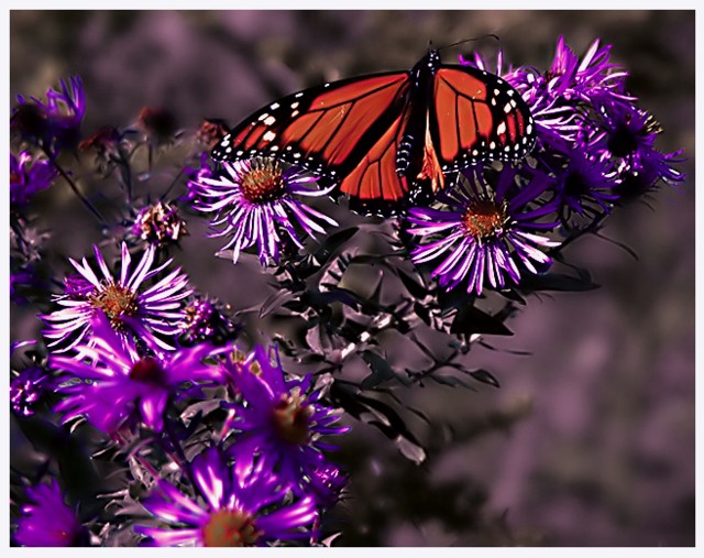 Purple Haven