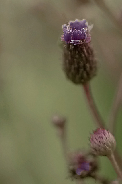 thistle