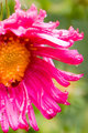 Flower in the rain