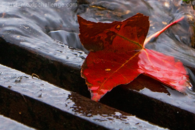 Destination Storm Drain