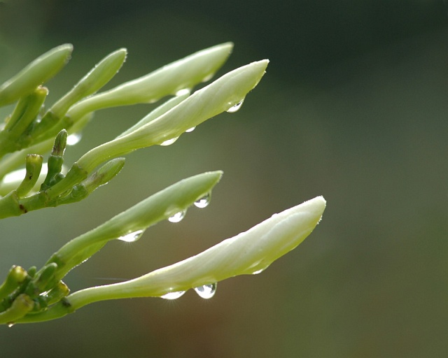 Rain drops