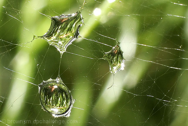 Rain on a Web