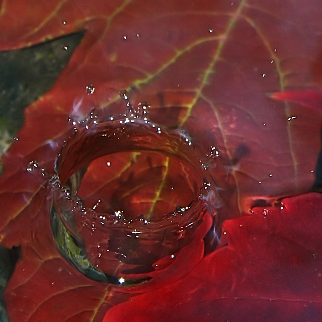 Raindrop crown on garden pond