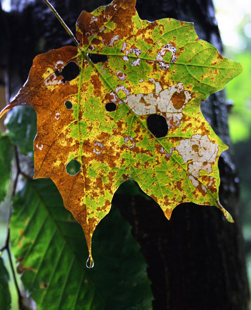 RainFall