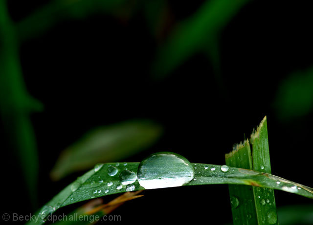 Raindrops