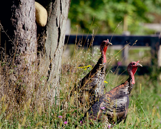 It's a trap to get us on the Thanksgiving table. Listen Freddy, rocks dont grow on trees