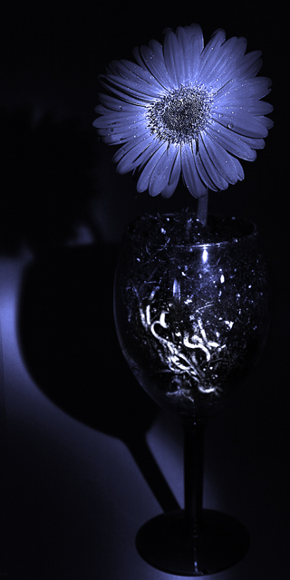 A wine glass and a Daisy