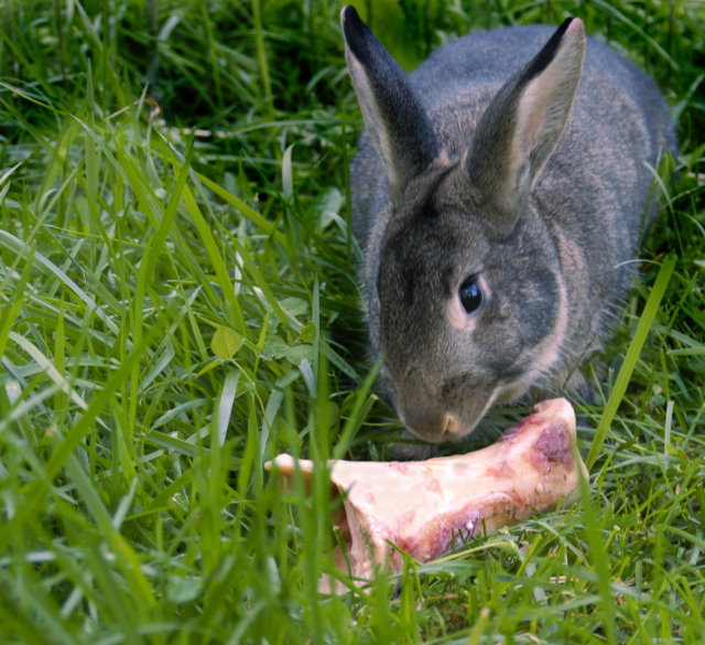 Aberrant Vegetarian