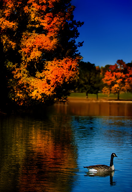 Autumn & Geese:  Migration Limits This Marriage