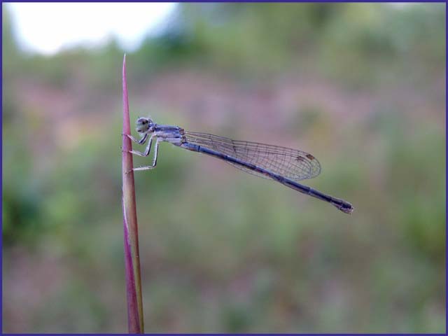 Dragonfly Pearched on a Weed