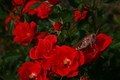 Bed of Roses