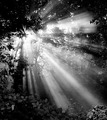 Morning Light