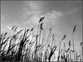 autumn breeze