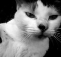 Molly