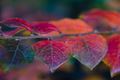 Fall Psychtone