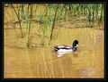 Reeds and Ripples