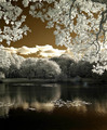 Saw Mill Pond in Infrared