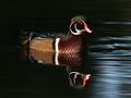 Wood duck