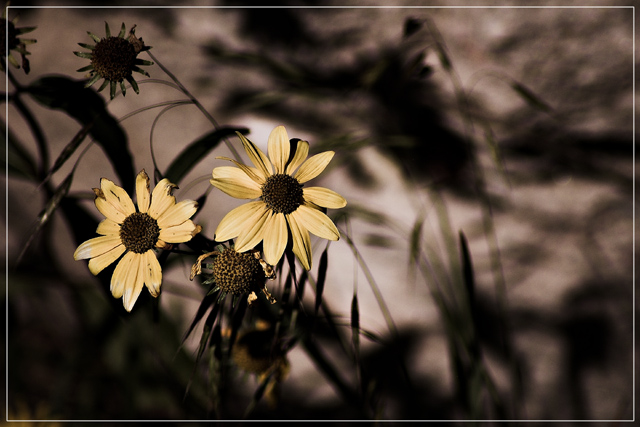 Wildflowers in Fall