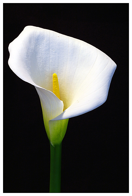 Zantedeschia aethiopica