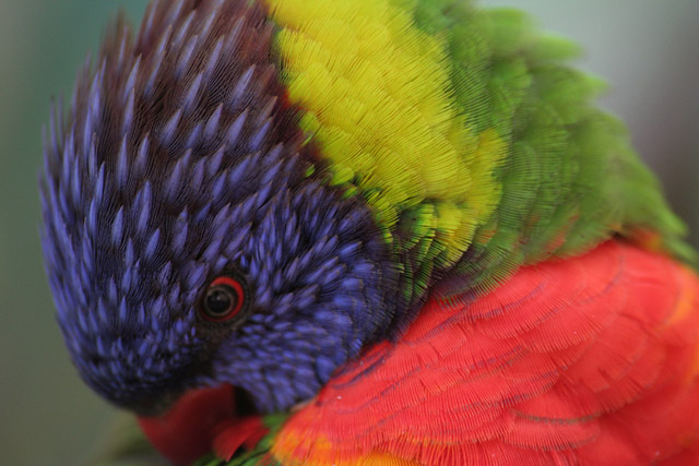 Lorikeet