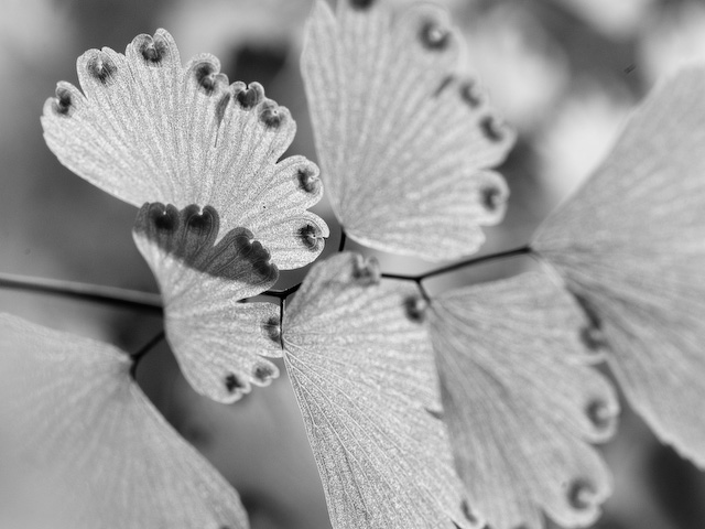 Maidenhair