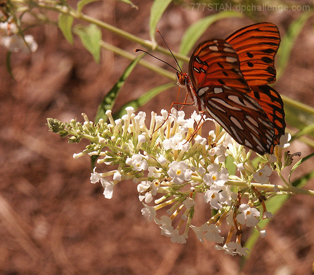 Monarch on White Butterfly Bush