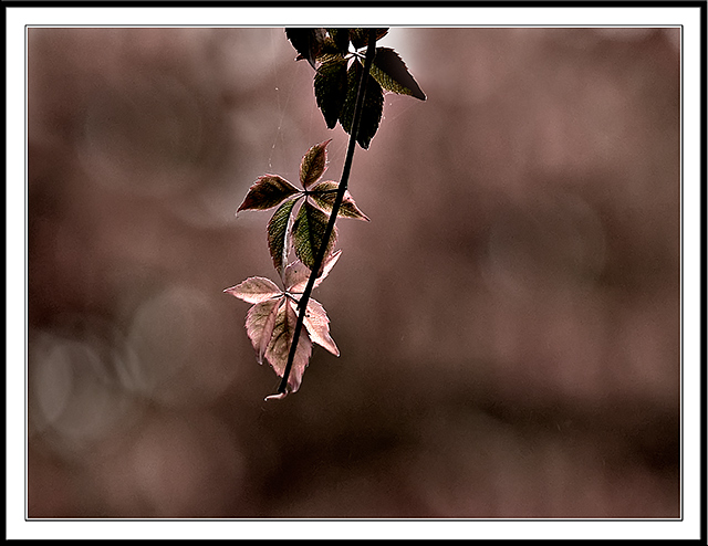 Autumn silhouette