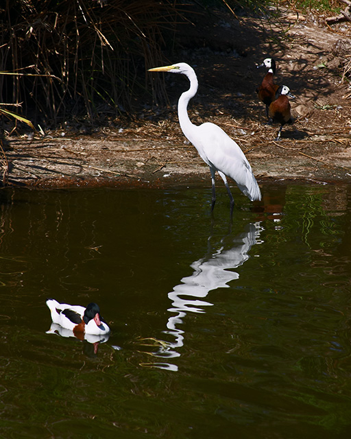 Wader