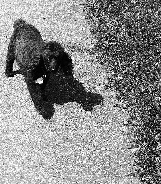 Dark Puddle of Poodle