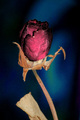 Beauty in Death