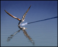 Skimmer- Plowing The Water For Fish