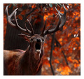 The Autumn Rut