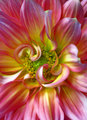 The Last Dahlia of Summer
