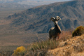 Bighorn Sheep (1 of est. 250)