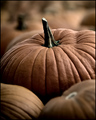 Pumpkin Patch