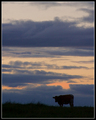 Cow with a View